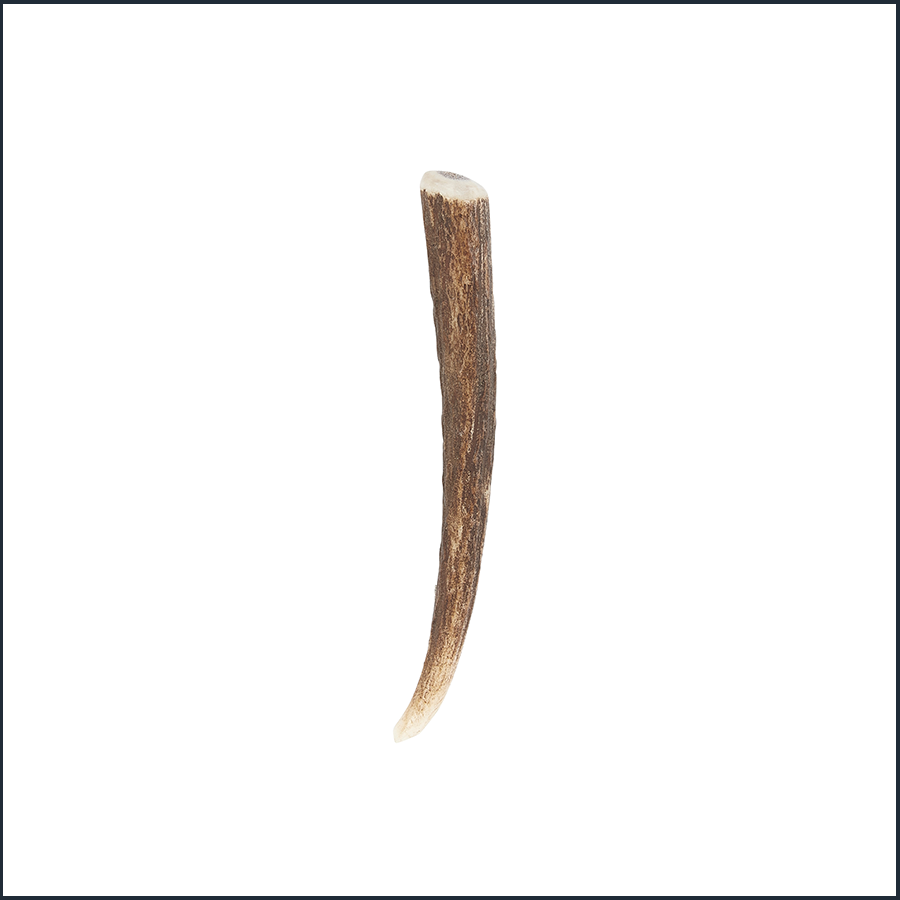 Stag horn Antler with no cap kilt pin back view